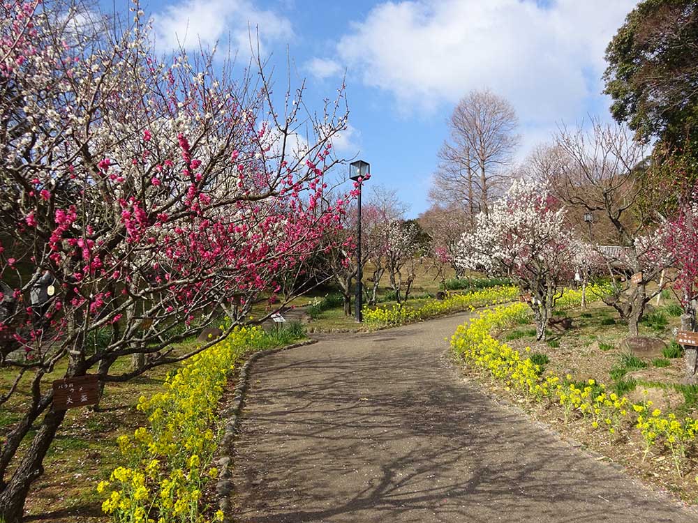 More Than Just Roses!
Experience the Colorful Beauty of the Four Seasons at Suma Rikyu Park
