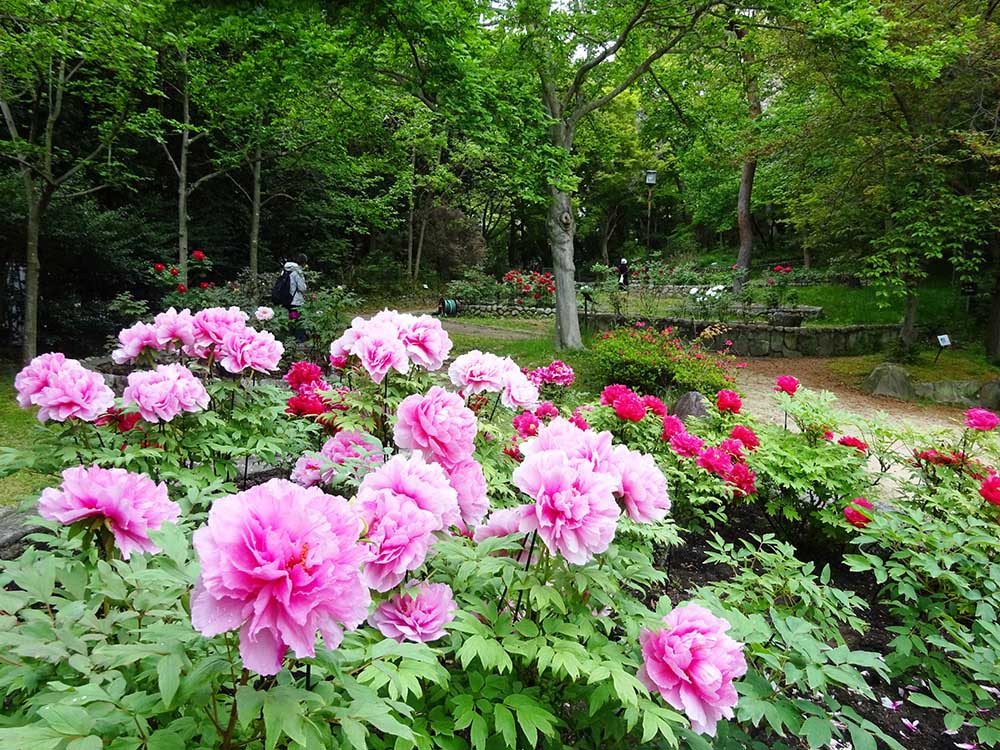 The Peony Garden in the Botanical Garden
