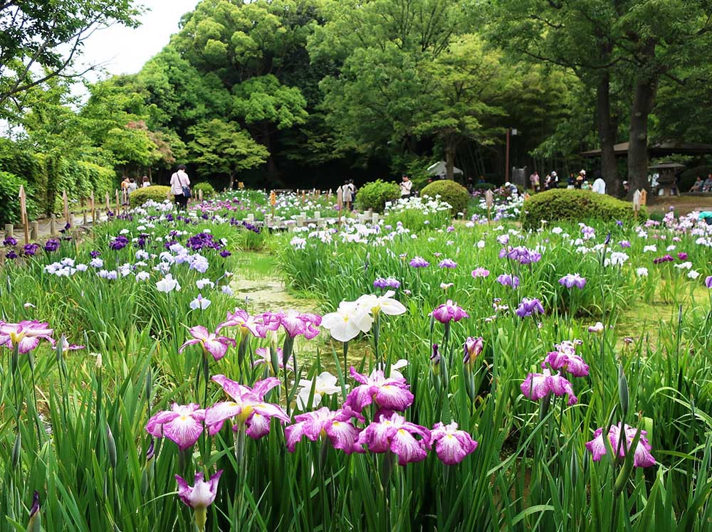 the Japanese Iris Garden