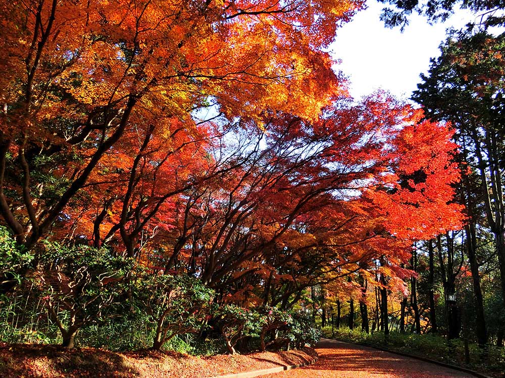 autumn foliage