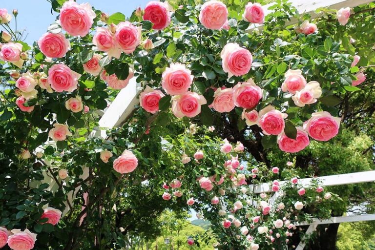 Discover the Stunning European-Style Fountain Garden at Suma Rikyu Park