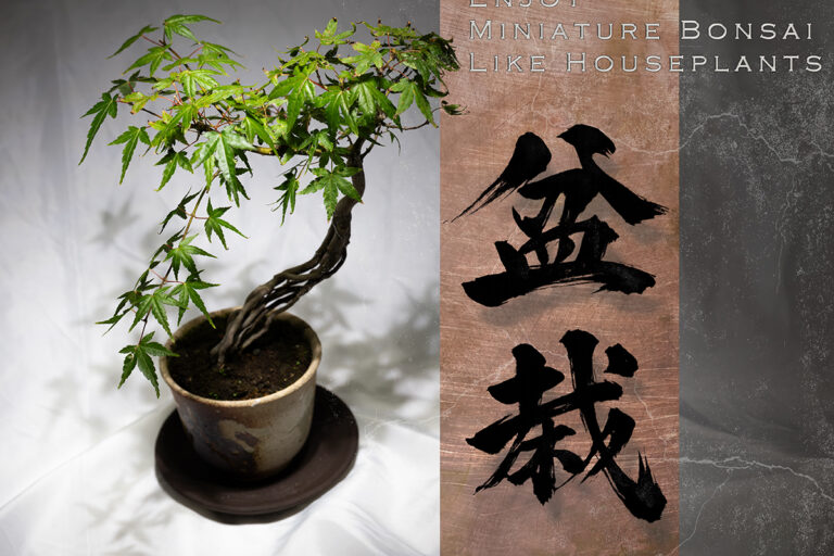Love Houseplants? Discover the Appeal of Miniature Bonsai