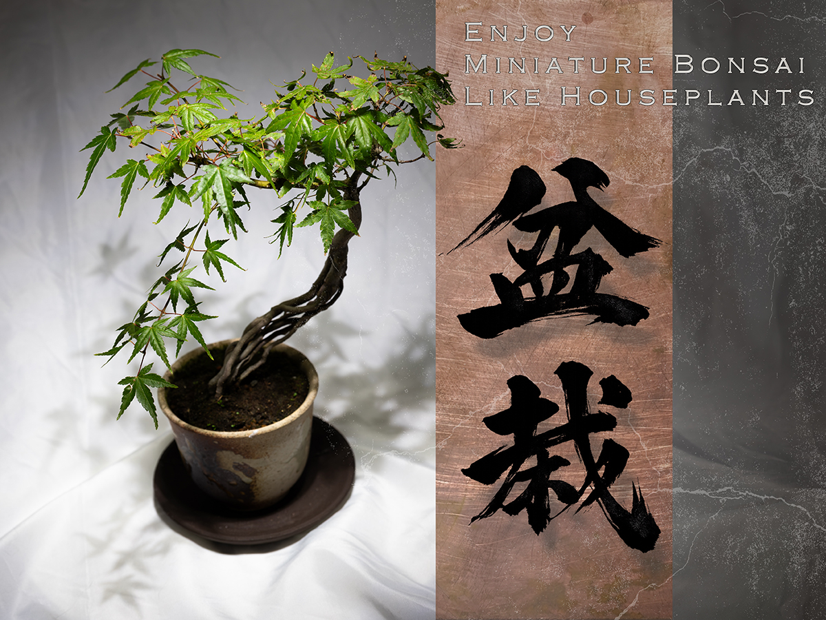 Love Houseplants? Discover the Appeal of Miniature Bonsai
