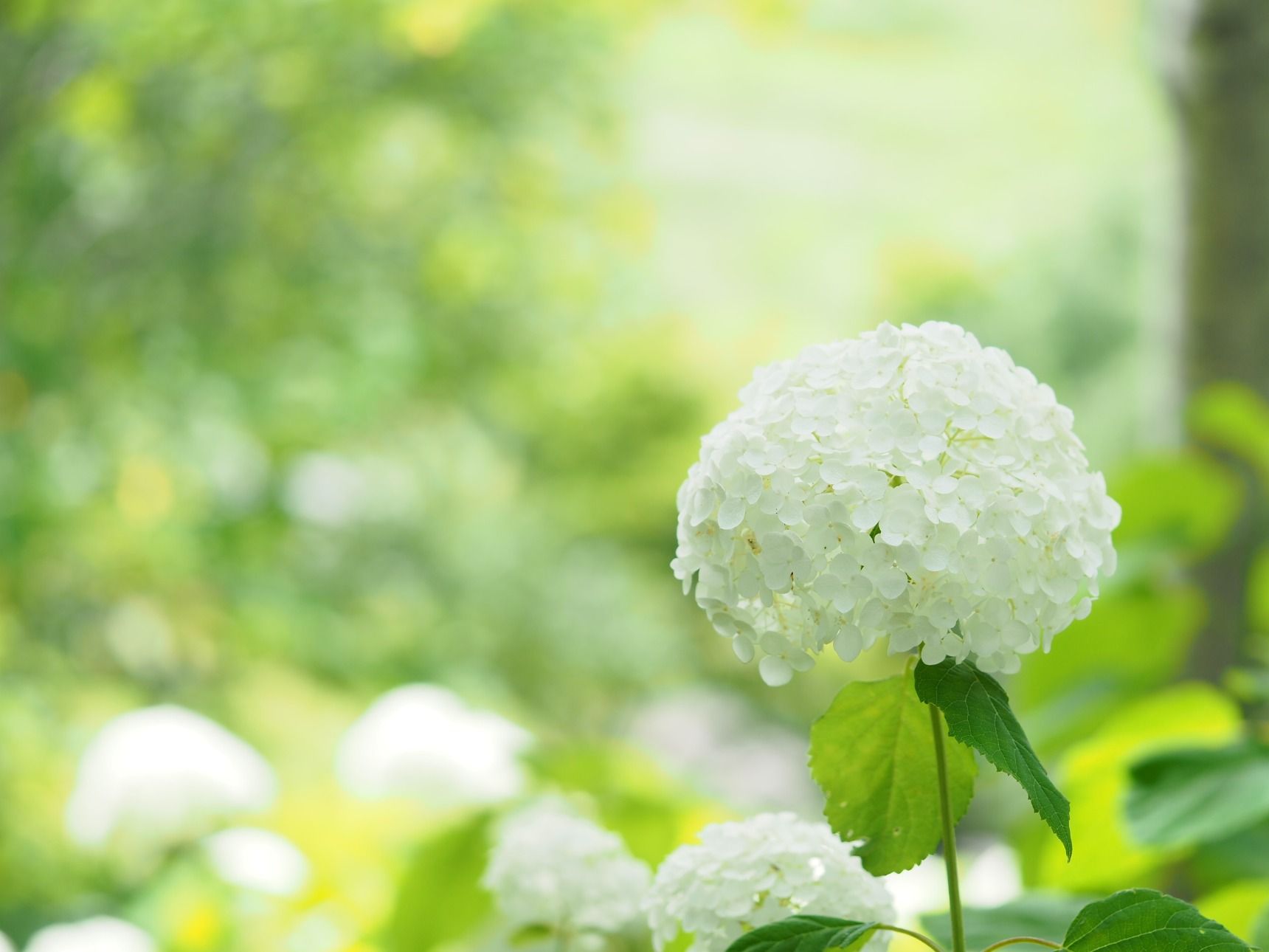 アジサイ 紫陽花 のおしゃれな生け方 飾り方 フラワーアレンジで長もちさせるコツ Gardenstory ガーデンストーリー アジサイ 紫陽花 のおしゃれな生け方 飾り方 フラワーアレンジで長もちさせるコツ Gardenstory ガーデンストーリー