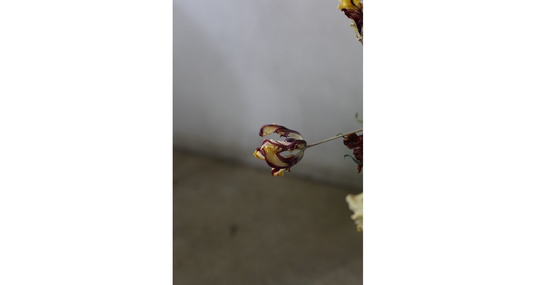 チューリップの 上手なドライフラワーの作り方と簡単アレンジ Gardenstory ガーデンストーリー