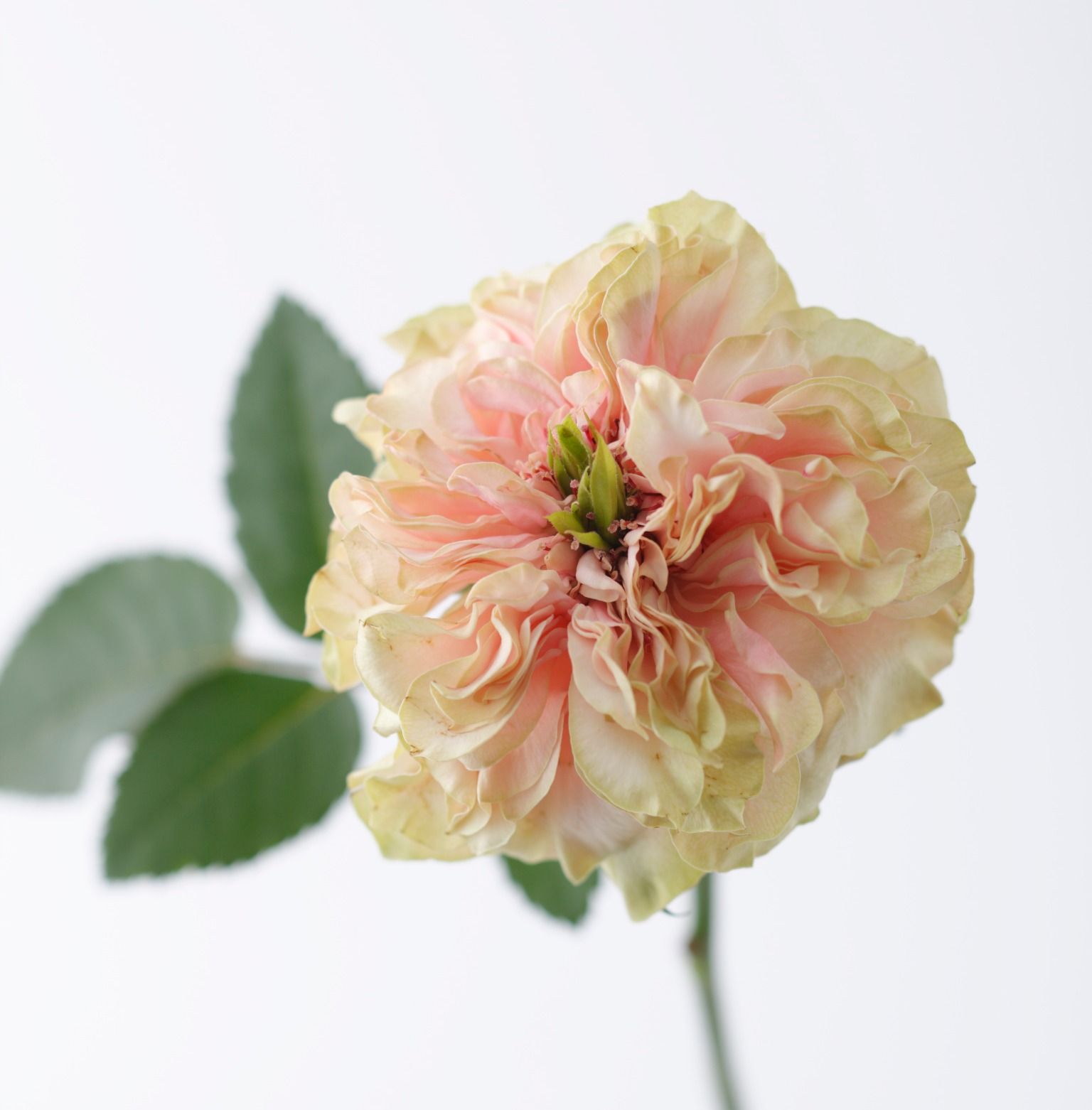 バラのおしゃれな生け方 飾り方 フラワーアレンジで長もちさせるコツ Gardenstory ガーデンストーリー