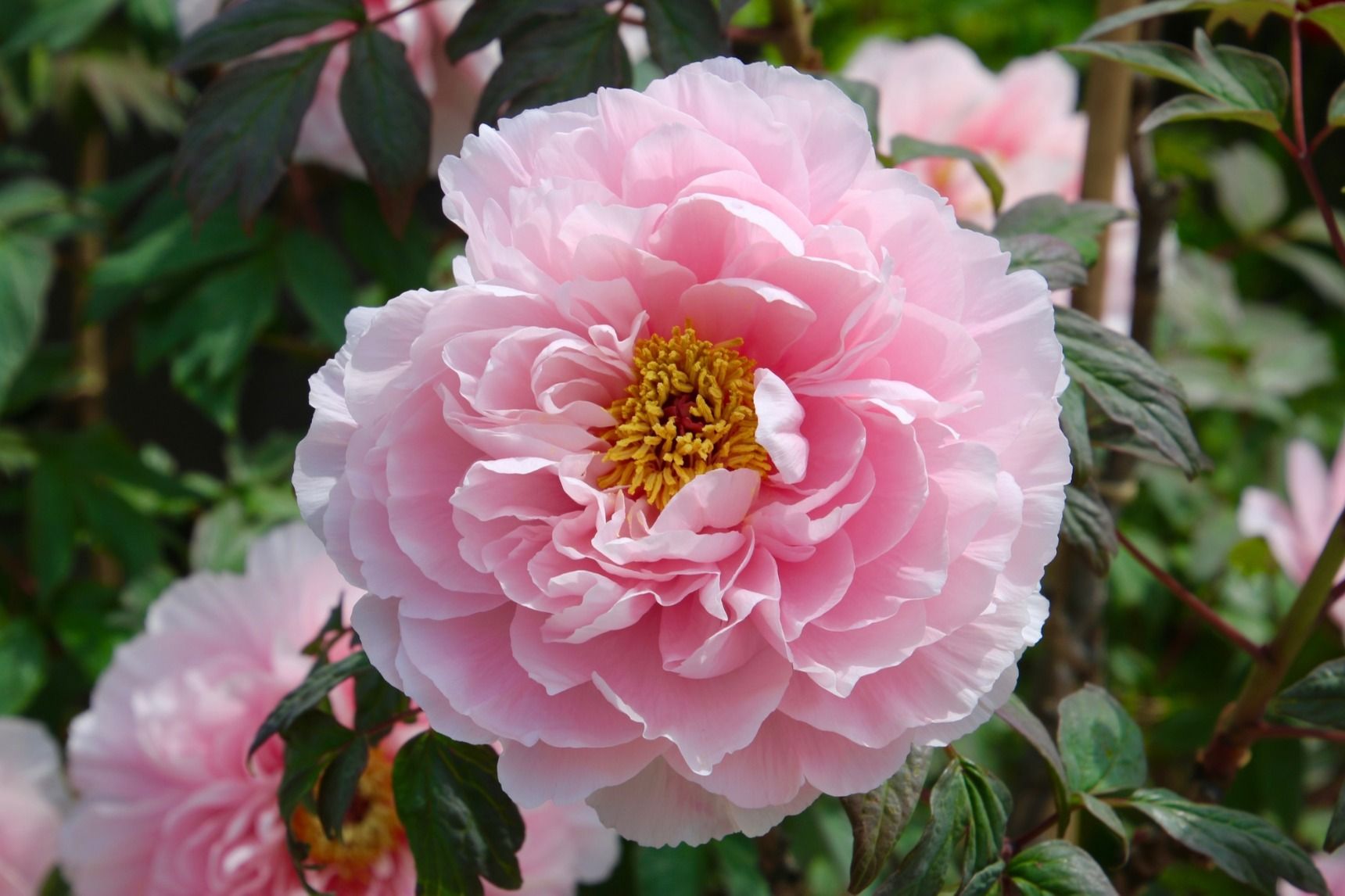 5月の誕生花 シャクヤク 花言葉や花名の由来 英語名を紹介します Gardenstory ガーデンストーリー