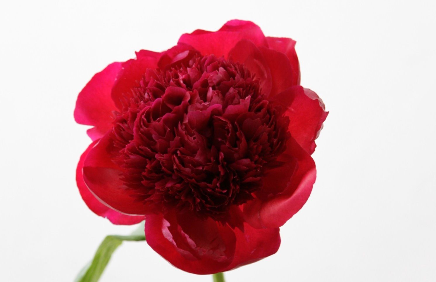 知りたい シャクヤクの種類や品種 それぞれの特徴と見分け方 Gardenstory ガーデンストーリー 知りたい シャクヤクの種類や品種 それぞれの特徴と見分け方 Gardenstory ガーデンストーリー