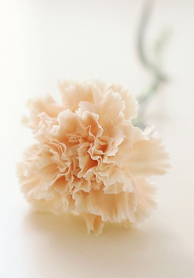 知りたい カーネーションの種類や品種 それぞれの特徴と見分け方 Gardenstory ガーデンストーリー