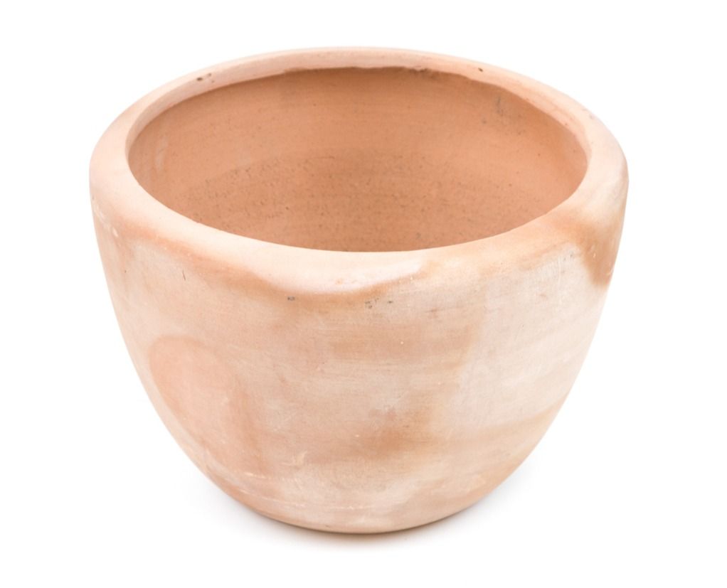 パクチー コリアンダー の育て方 コツとお手入れを一挙紹介します Gardenstory ガーデンストーリー