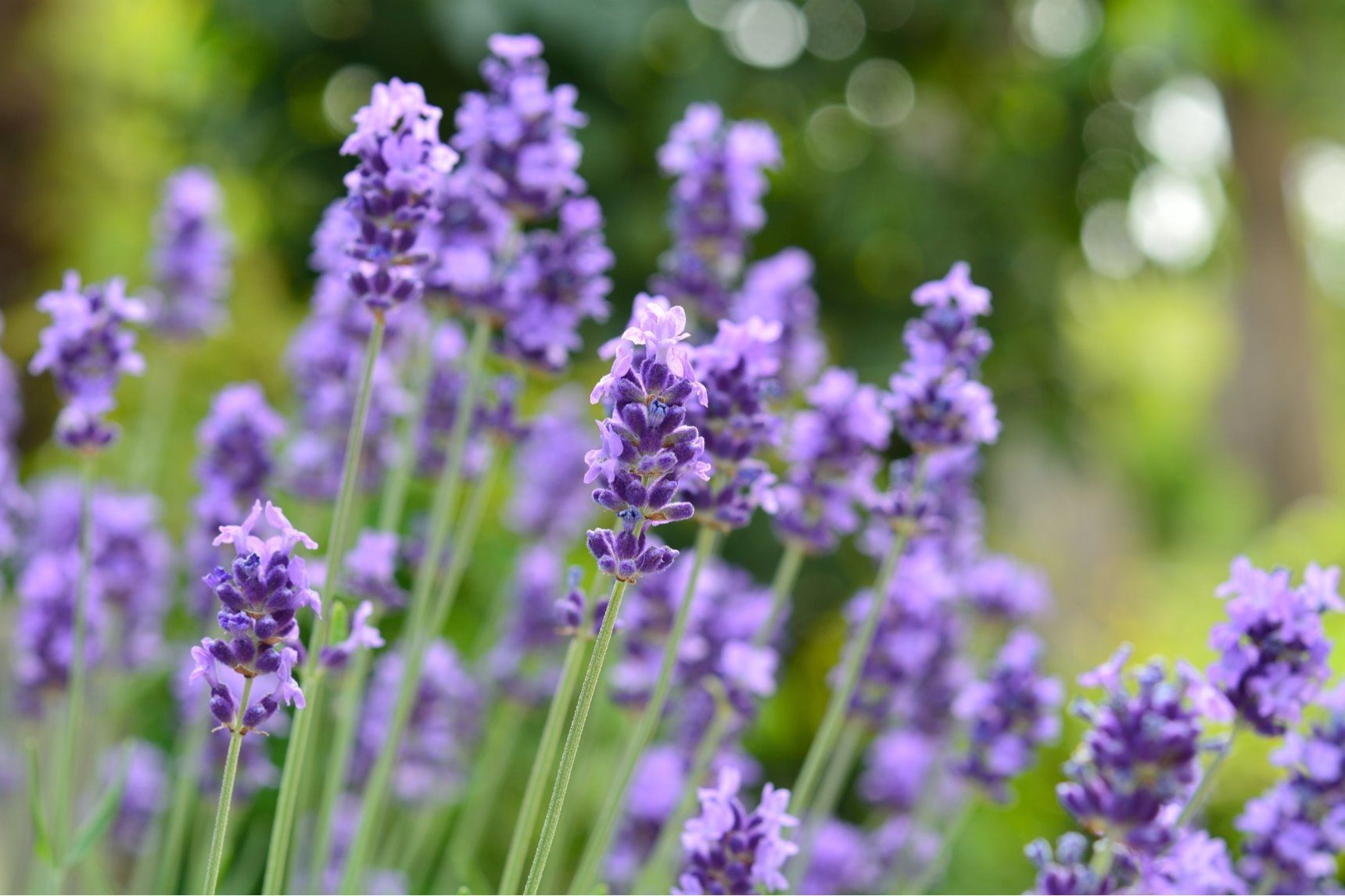 初夏の花 ラベンダーの花言葉や花名の由来 英語名を紹介します Gardenstory ガーデンストーリー