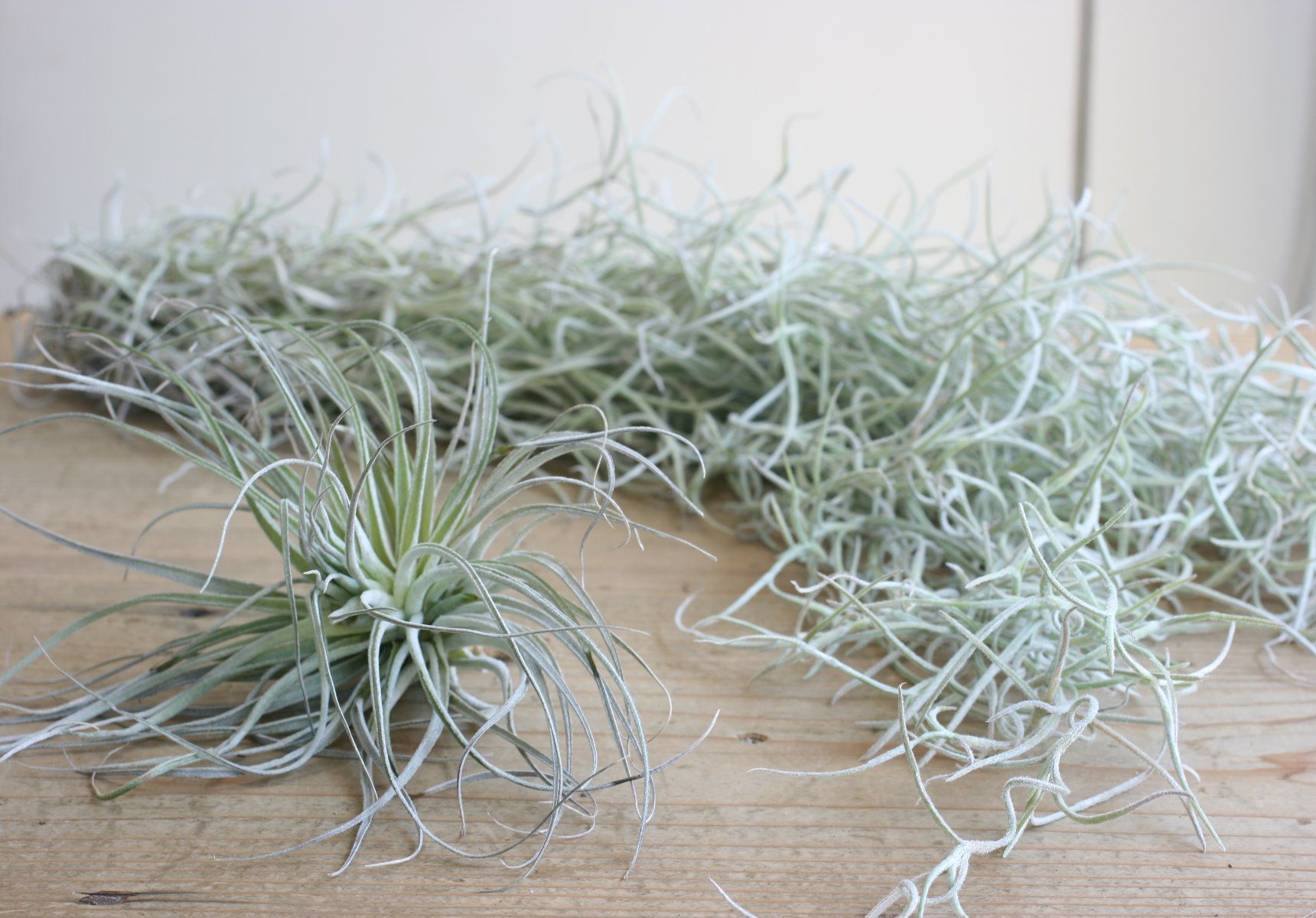 多肉植物の上手な育て方 コツとお手入れ 植え替え 寄せ植えを一挙紹介します Gardenstory ガーデンストーリー 多肉植物の上手な育て方 コツとお手入れ 植え替え 寄せ植えを一挙紹介します Gardenstory ガーデンストーリー