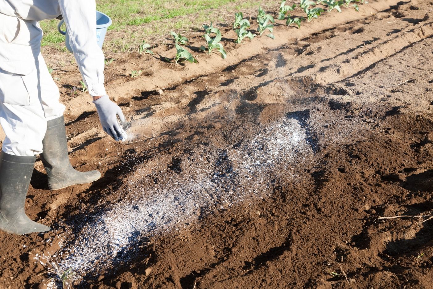 知っておきたい パクチー コリアンダー の土作りのコツ Gardenstory ガーデンストーリー