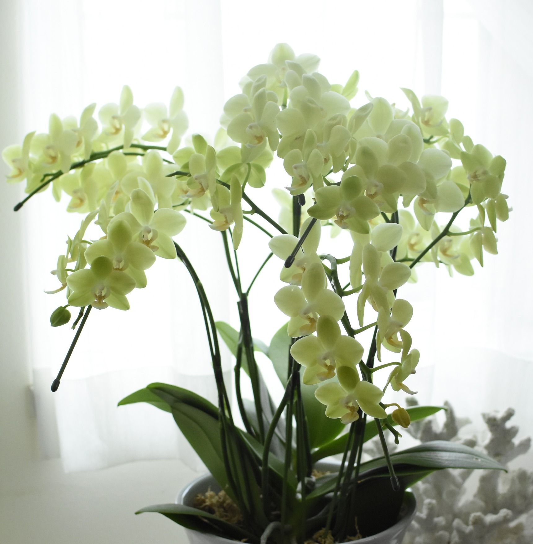 コチョウランの 上手なドライフラワーの作り方と簡単アレンジ Gardenstory ガーデンストーリー コチョウランの 上手なドライフラワーの作り方と簡単アレンジ Gardenstory ガーデンストーリー