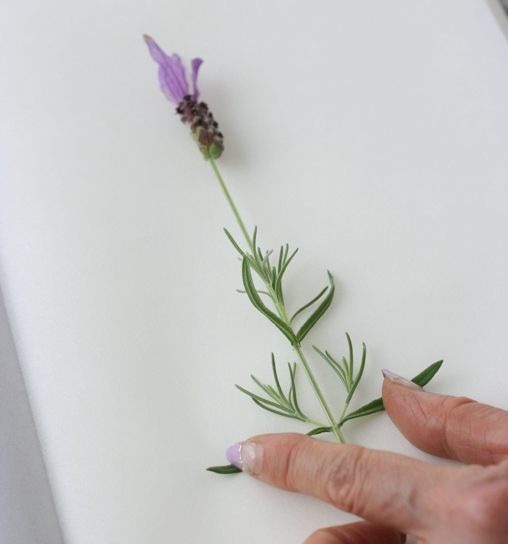 ラベンダーの 上手な押し花の作り方と飾り方アイデア Gardenstory ガーデンストーリー ラベンダーの 上手な押し花の作り方と飾り方アイデア Gardenstory ガーデンストーリー