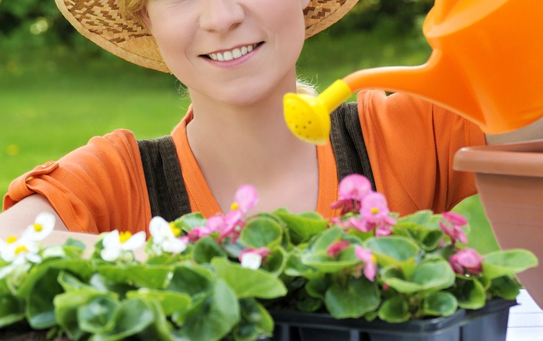 ベゴニアの水やり方法 適切なタイミングと頻度で 根腐れを防ぎます Gardenstory ガーデンストーリー ベゴニアの水やり方法 適切なタイミングと頻度で 根腐れを防ぎます Gardenstory ガーデンストーリー