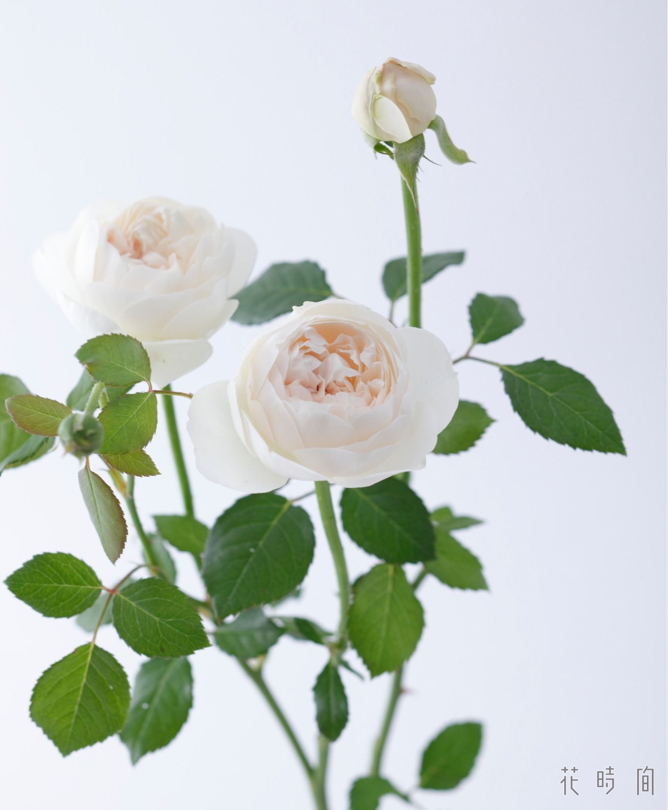 バラに託されたメッセージ 花言葉やバラにまつわる物語を紹介します Gardenstory ガーデンストーリー