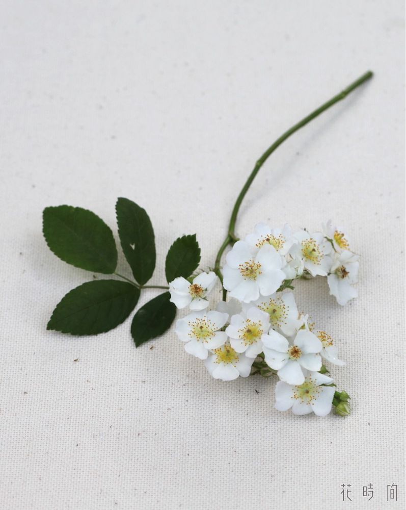 知りたい バラの種類や品種 それぞれの特徴と見分け方 Gardenstory ガーデンストーリー 知りたい バラの種類や品種 それぞれの特徴と見分け方 Gardenstory ガーデンストーリー