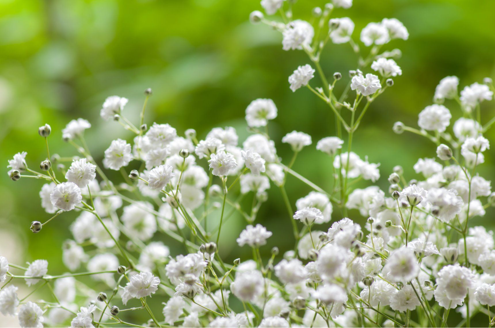 清楚な花 カスミソウの花言葉や花名の由来 英語名を紹介します Gardenstory ガーデンストーリー
