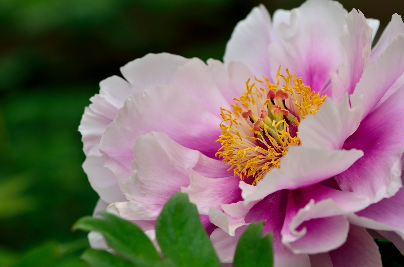 百花の王 ボタン 牡丹 の花言葉や花名の由来 英語名を紹介します Gardenstory ガーデンストーリー