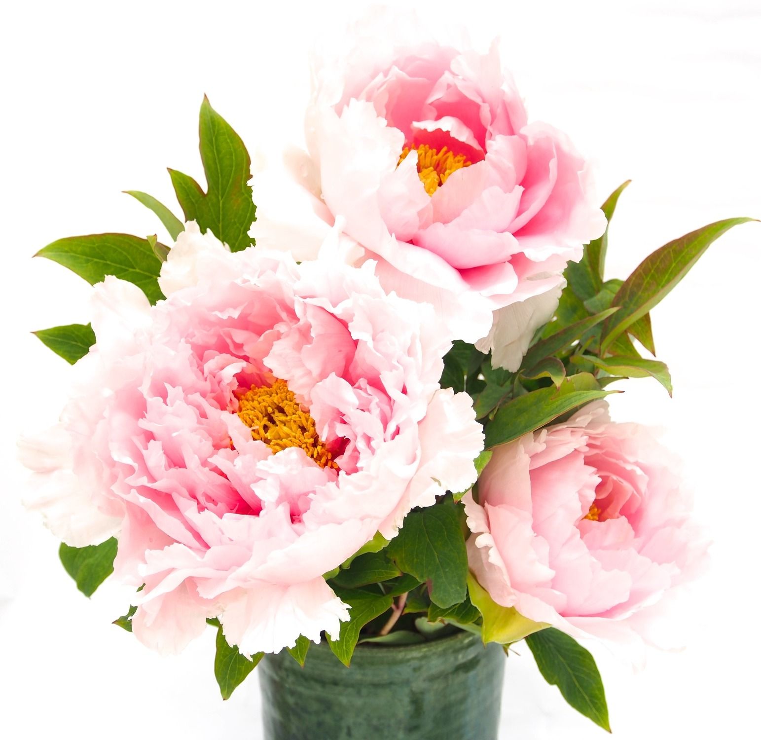 百花の王 ボタン 牡丹 の花言葉や花名の由来 英語名を紹介します Gardenstory ガーデンストーリー