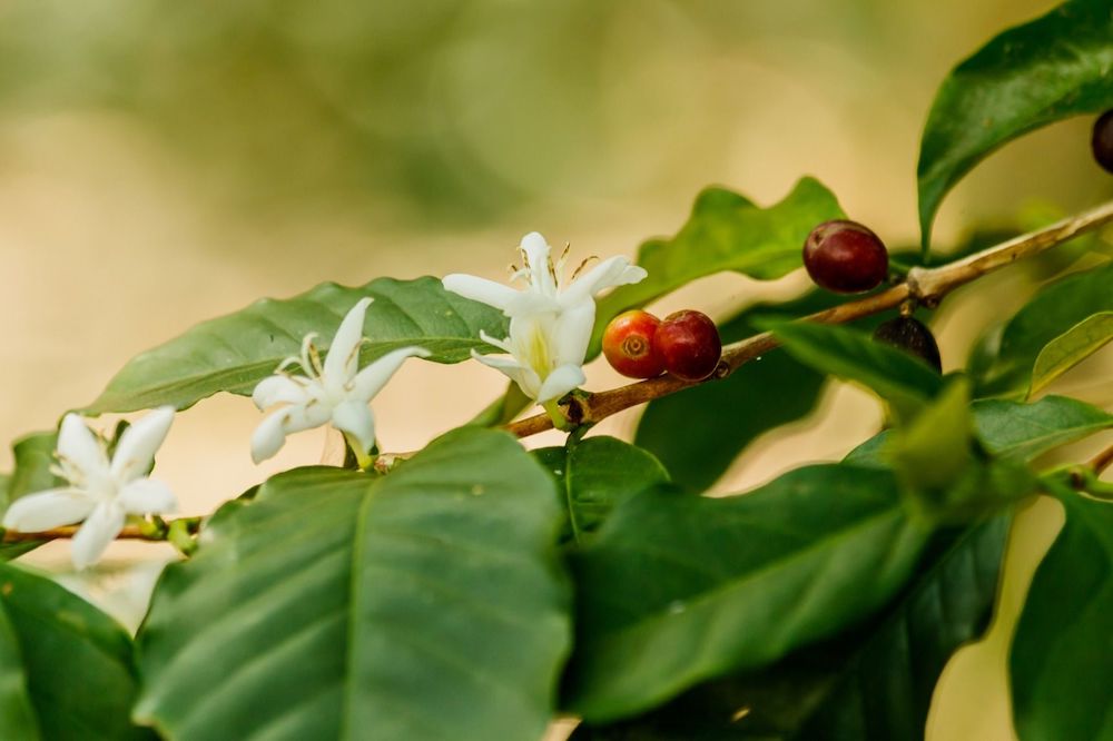 コーヒーノキ コーヒーの木 の育て方 コツとお手入れ方法 植え替えや関連の情報を一挙紹介します Gardenstory ガーデンストーリー