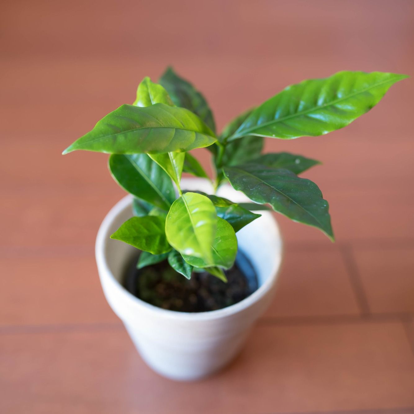コーヒーノキ コーヒーの木 の育て方 コツとお手入れ方法 植え替えや関連の情報を一挙紹介します Gardenstory ガーデンストーリー