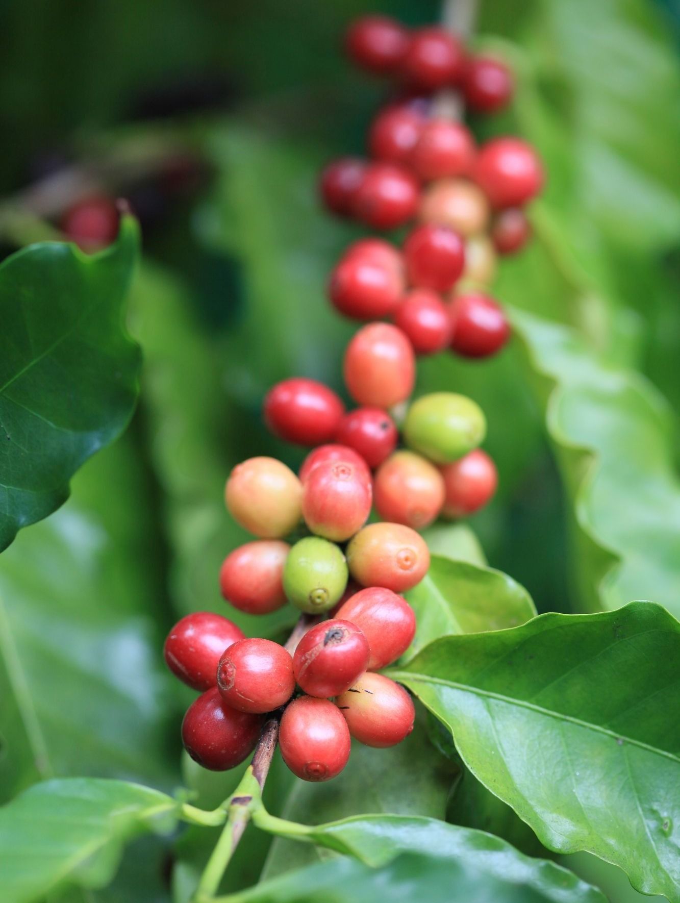 コーヒーノキ コーヒーの木 を育てるのに適した環境 置き場所と冬越しは Gardenstory ガーデンストーリー