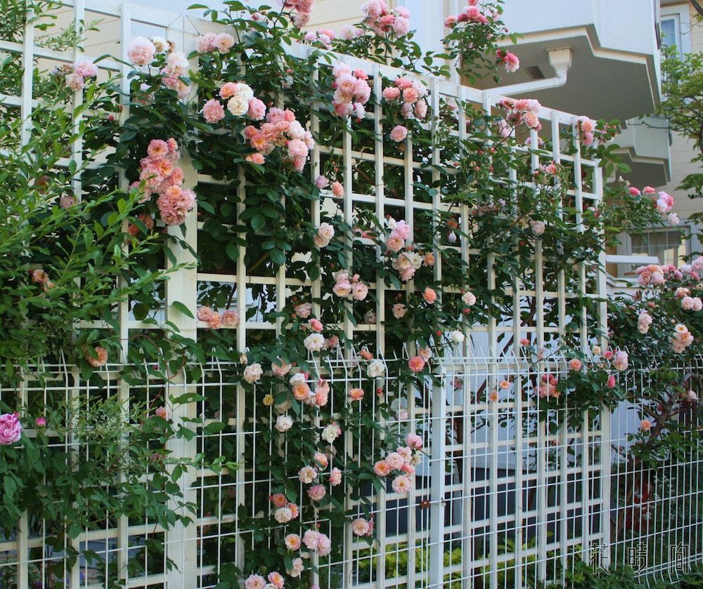 化学農薬に頼らないバラの育て方 コツとお手入れを一挙紹介します Gardenstory ガーデンストーリー 化学農薬に頼らないバラの育て方 コツとお手入れを一挙紹介します Gardenstory ガーデンストーリー