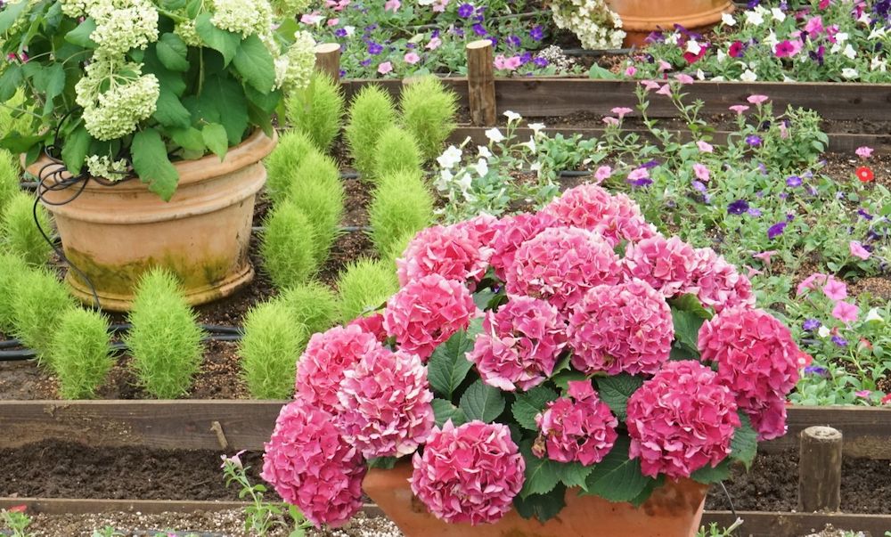 アジサイ 紫陽花 の水やり方法 適切なタイミングと頻度で 水切れを防ぎます Gardenstory ガーデンストーリー