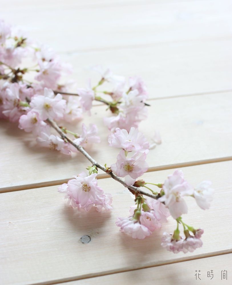 サクラ 桜 のおしゃれな生け方 飾り方 フラワーアレンジで長もちさせるコツ Gardenstory ガーデンストーリー サクラ 桜 のおしゃれな生け方 飾り方 フラワーアレンジで長もちさせるコツ Gardenstory ガーデンストーリー