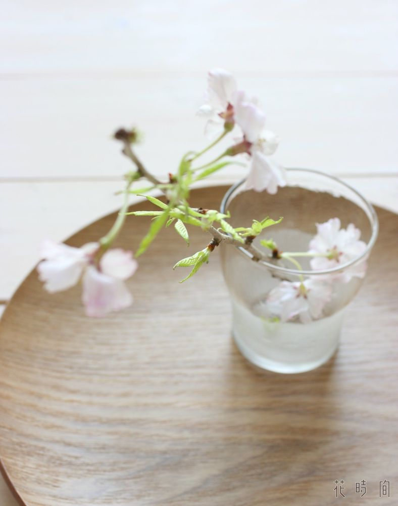 サクラ 桜 のおしゃれな生け方 飾り方 フラワーアレンジで長もちさせるコツ Gardenstory ガーデンストーリー サクラ 桜 のおしゃれな生け方 飾り方 フラワーアレンジで長もちさせるコツ Gardenstory ガーデンストーリー