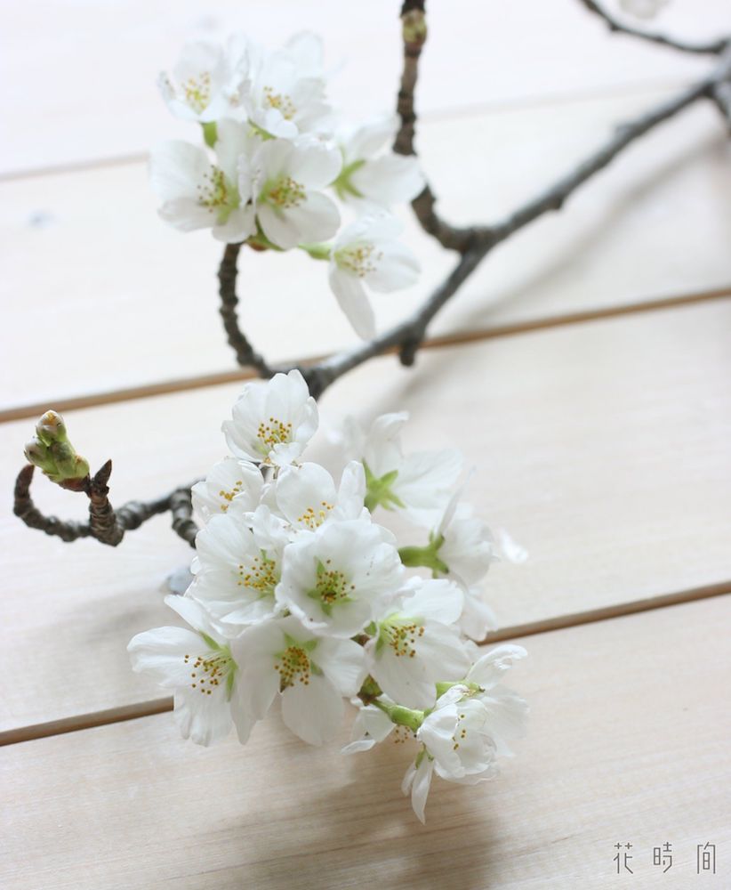 サクラ 桜 のおしゃれな生け方 飾り方 フラワーアレンジで長もちさせるコツ Gardenstory ガーデンストーリー サクラ 桜 のおしゃれな生け方 飾り方 フラワーアレンジで長もちさせるコツ Gardenstory ガーデンストーリー