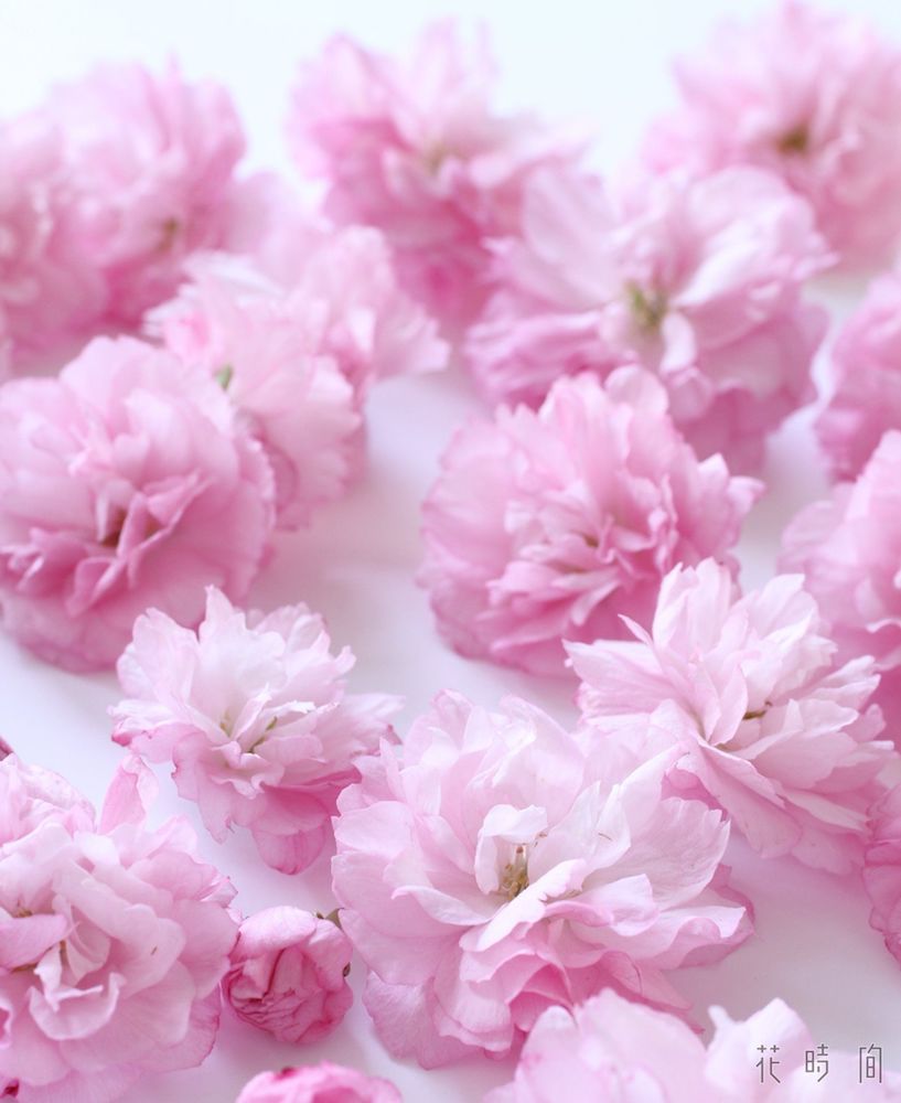 コレクション 桜 飾り 作り方 無料の折り紙画像