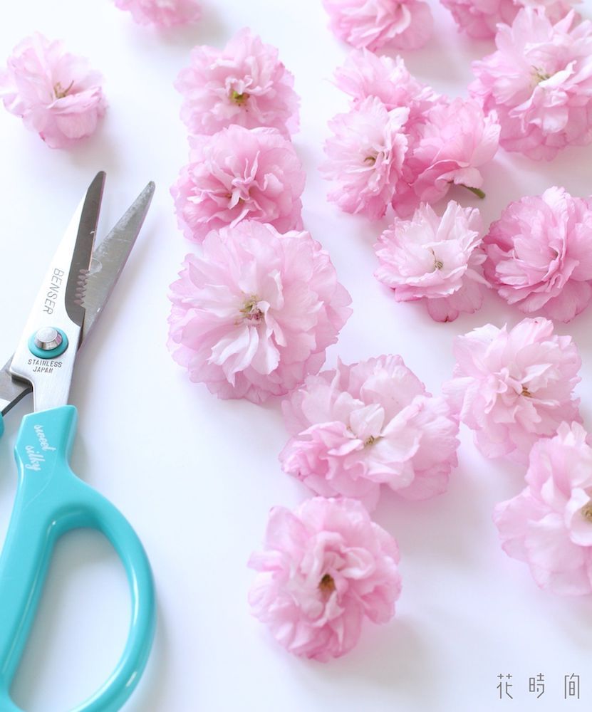 サクラ 桜 の 上手なドライフラワーの作り方と簡単アレンジ Gardenstory ガーデンストーリー サクラ 桜 の 上手なドライフラワーの作り方と簡単アレンジ Gardenstory ガーデンストーリー