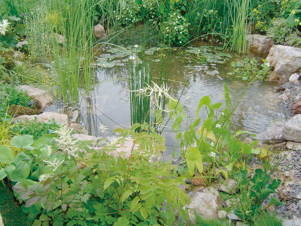ウォーターガーデンには水生植物がマスト！ 演出方法とオススメ14種