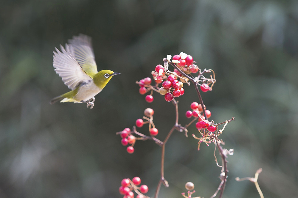 冬が近づく「二十四節気　小雪」冬の庭に訪れる小鳥と呼ぶ方法