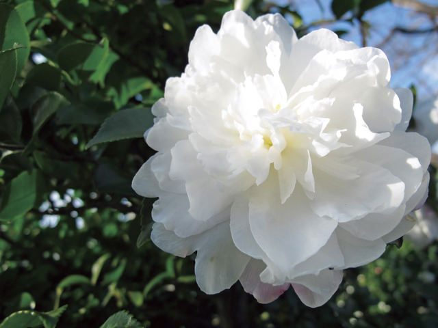 富士の峰 真っ白な花が爽やかで美しい。花弁が幾重にも重なる豪華な千重咲きの品種。