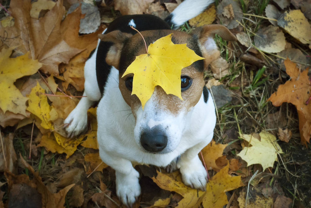 自然に触れる楽しい時間、落ち葉で遊ぼう！