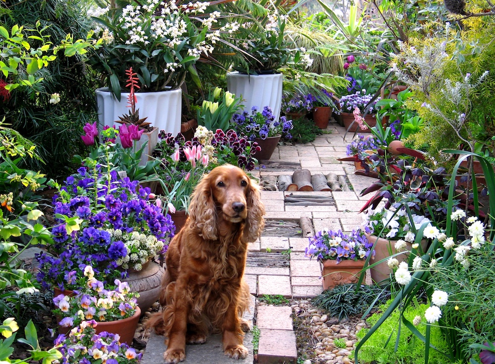 愛犬と暮らす庭【オージーガーデニングのすすめ】