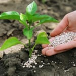 肥料の施し方