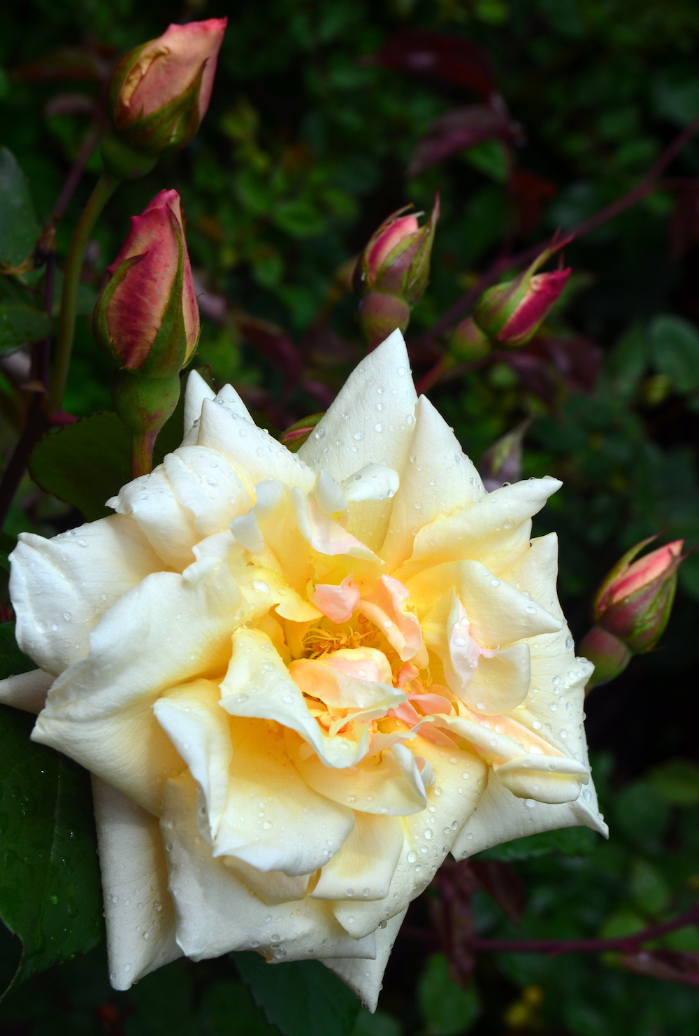 こんな時代からバラは愛されていた！ バラが登場する日本の古書 | GardenStory (ガーデンストーリー)