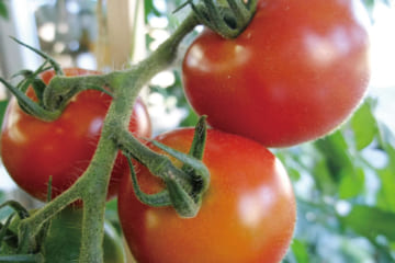 【楽しい家庭菜園】トマトやナスなど、人気の果菜類の上手な育て方