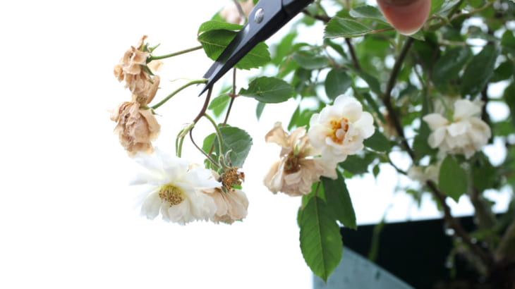 初めてのバラ栽培 キレイを長持ちさせるバラの花がら摘みのコツ Gardenstory ガーデンストーリー