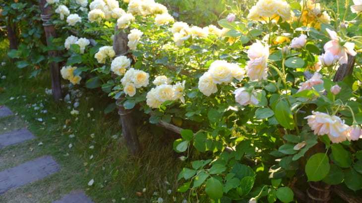 真似したい！ フェンスを可愛く変身させる花使い、海外実例5選 | GardenStory (ガーデンストーリー)