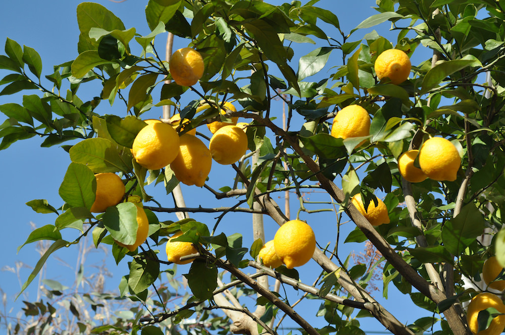 感動の果樹栽培「レモンの木」育て方と楽しみ方
