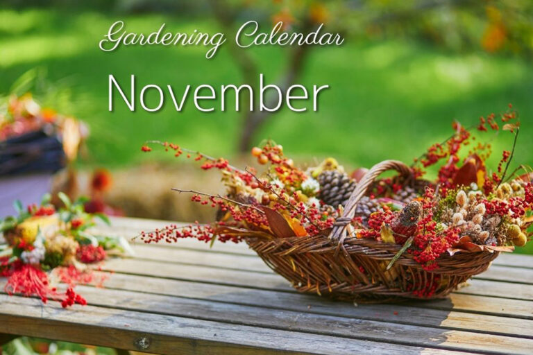 11月の庭仕事をチェック！ ガーデニングカレンダー November