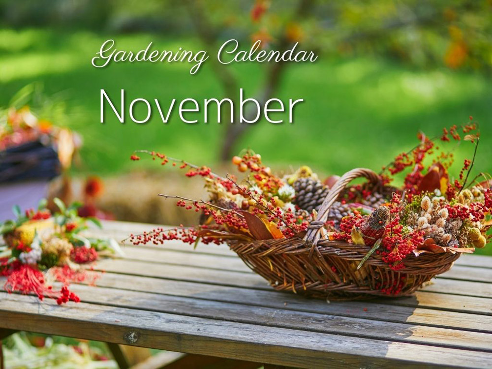 11月の庭仕事をチェック！ ガーデニングカレンダー November