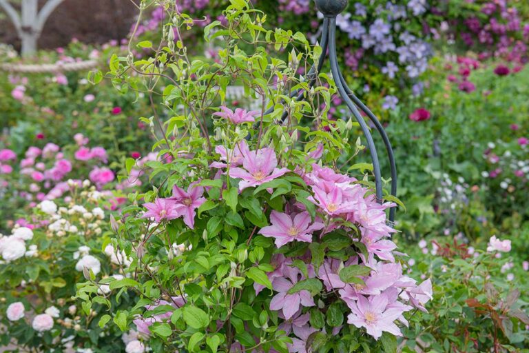 【つる性植物】種類と育て方を徹底解説!巻きつき・張りつき等4タイプの特徴
