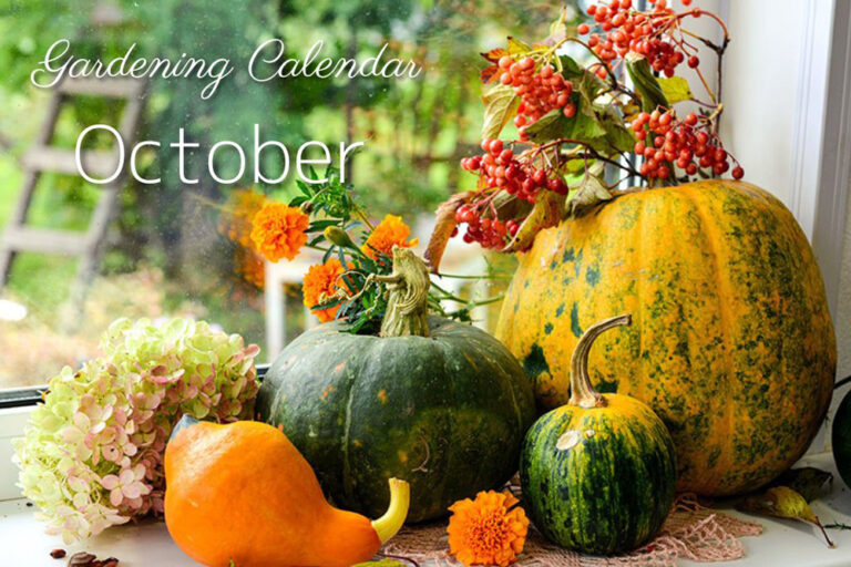 10月の庭仕事をチェック！ ガーデニングカレンダー October